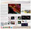 Image of SCEC poster